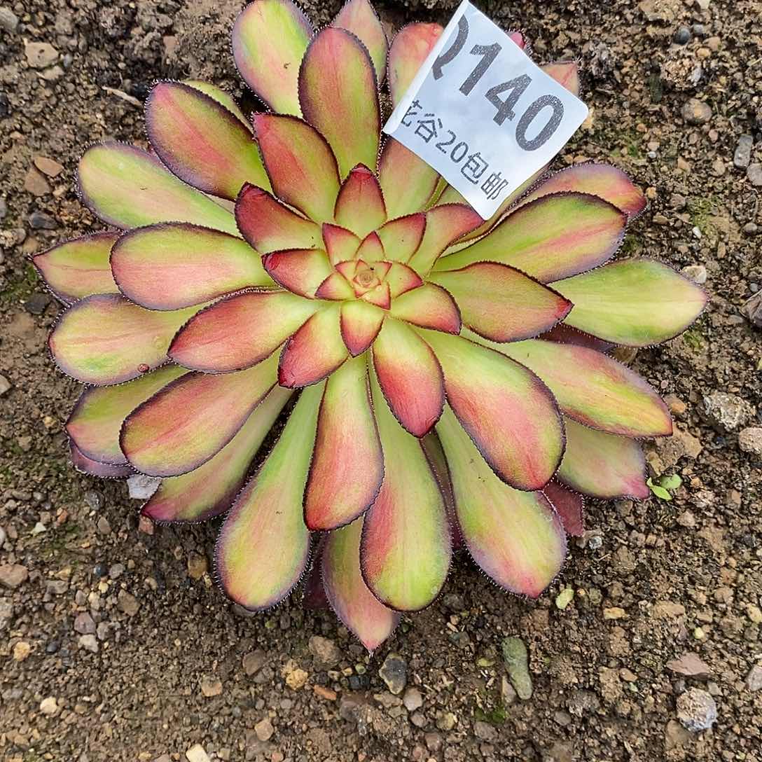 140魅丽多肉植物