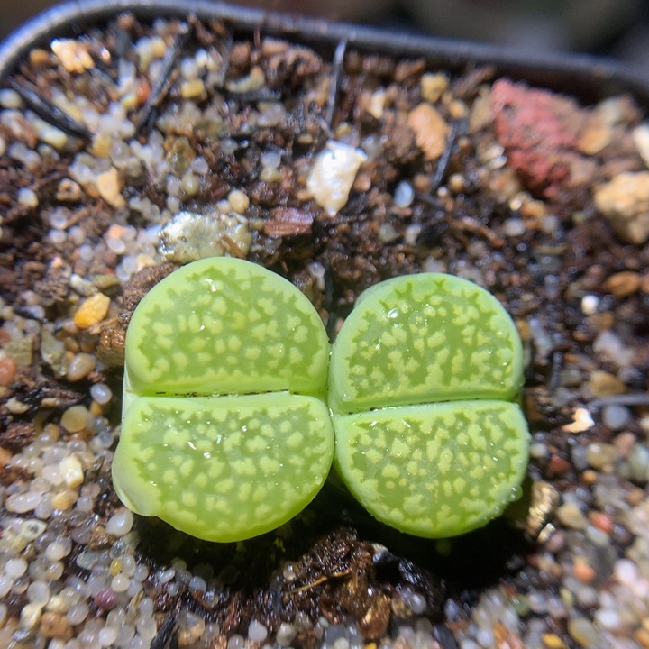 精品生石花38.356哈密瓜