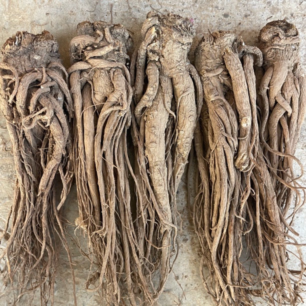 甘肃岷县药当归整根自然晒干无熏硫可煲汤炖肉泡酒滋补养生新货