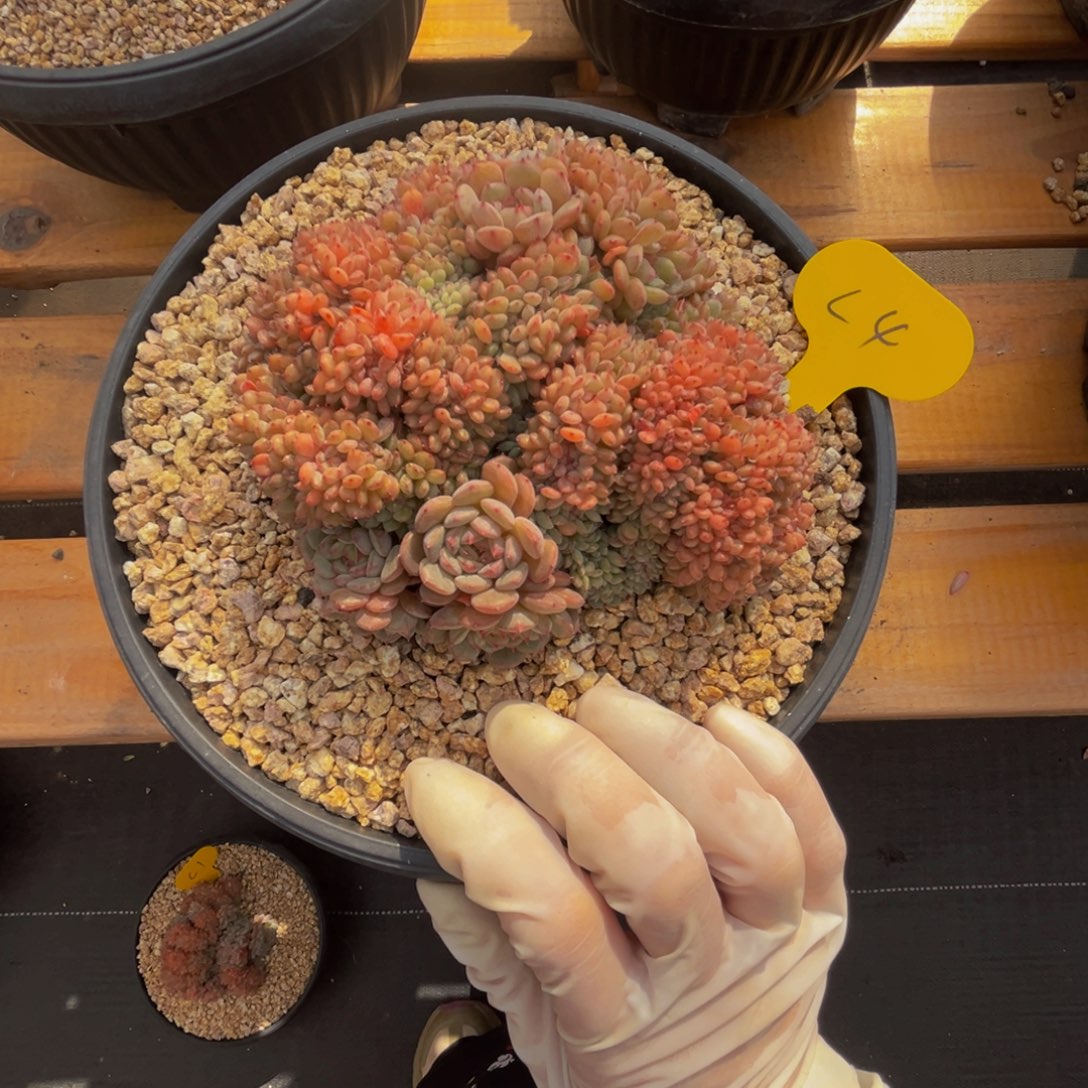 c4白胖子缀化呀呀呀