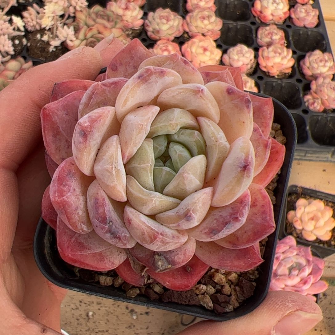 喵**喵538 多肉植物组合