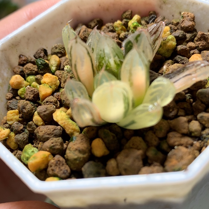 胭脂玉露锦带很土