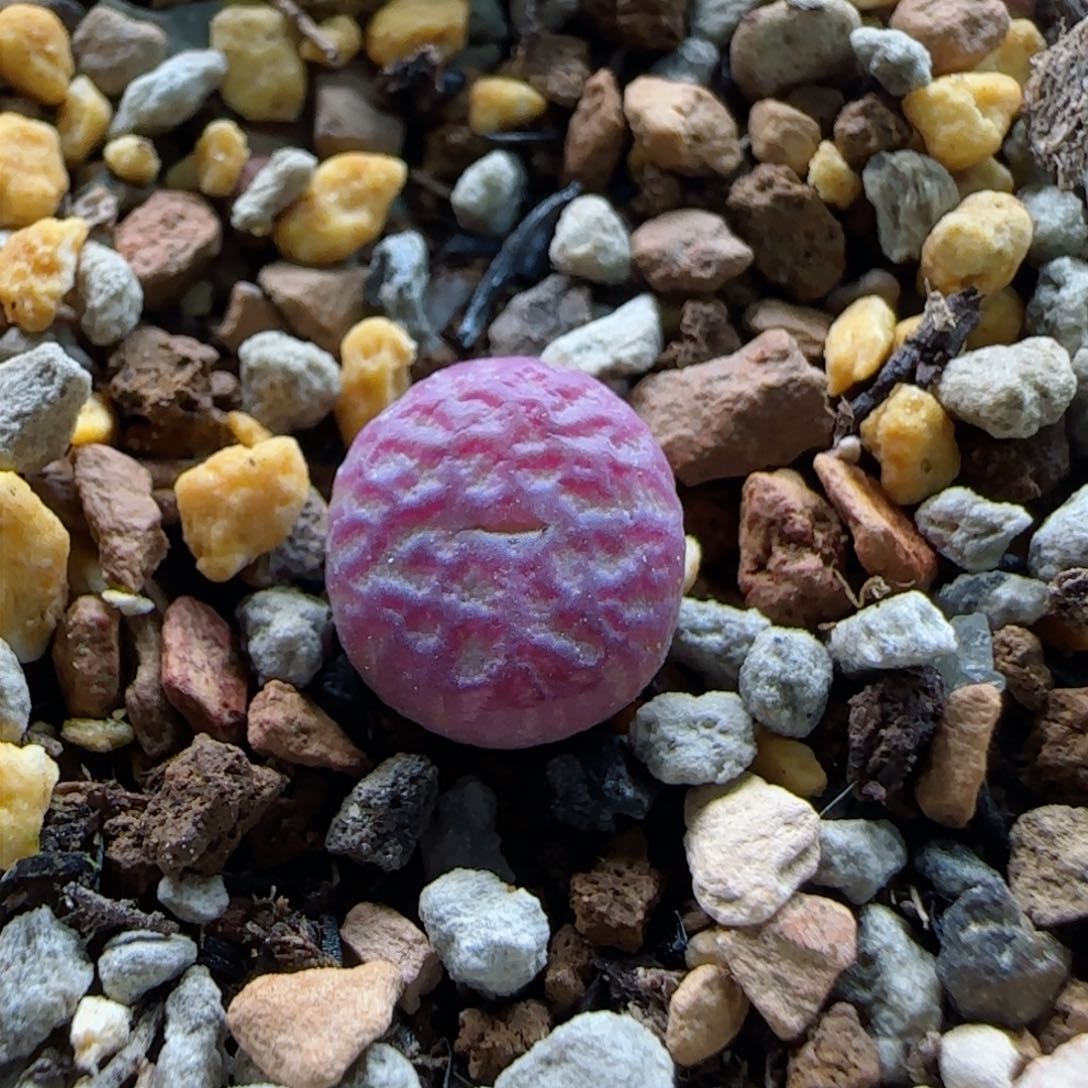 2-3-5-6全场8.8折满58包邮杂交1cm脱土