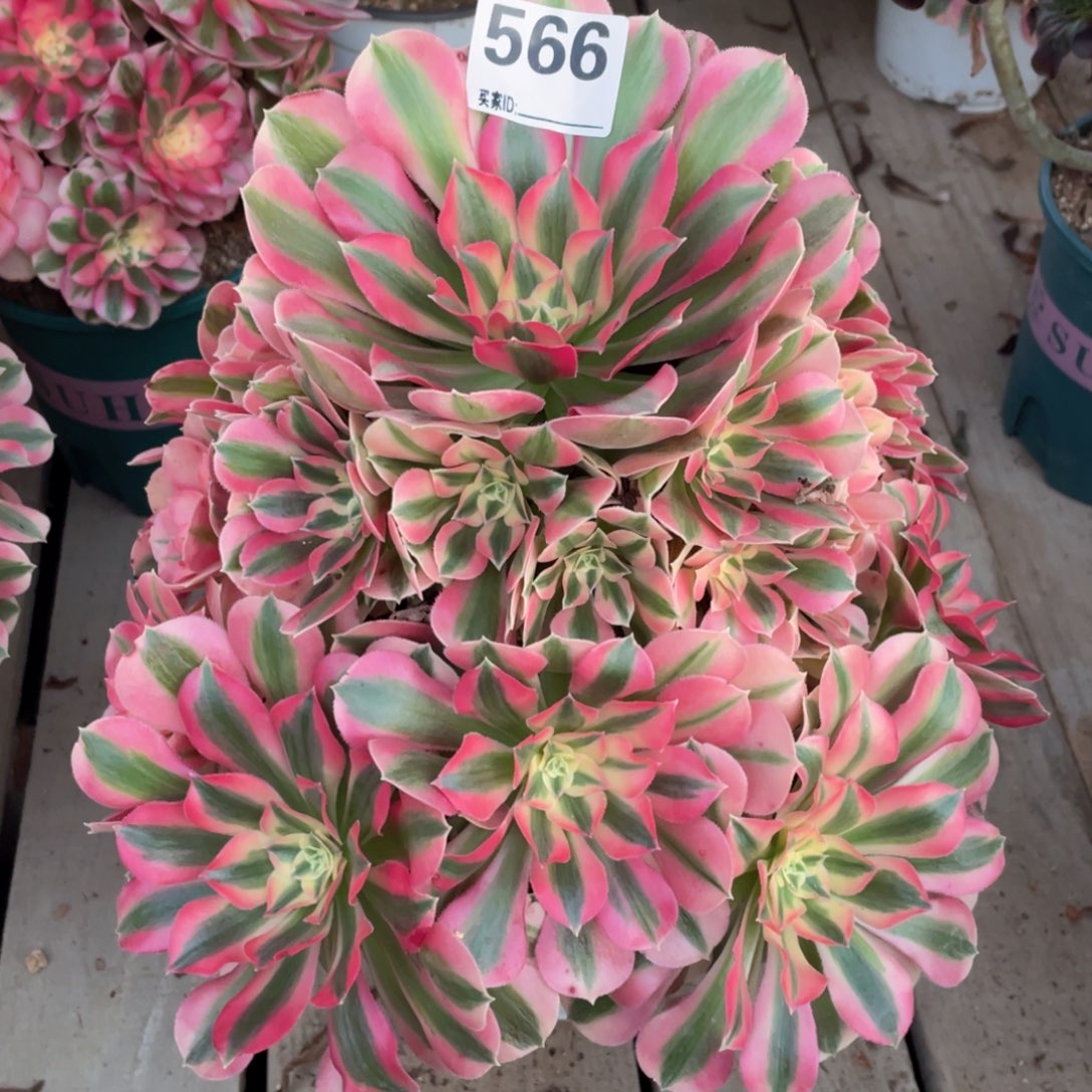 566粉女巫多肉手捧植物
