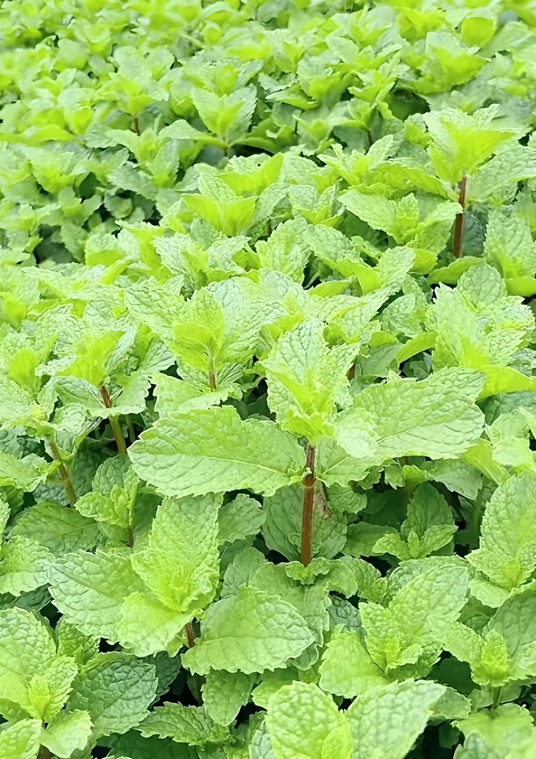 新鲜薄荷叶蔬菜现摘现发农家菜 当季蔬菜薄荷叶