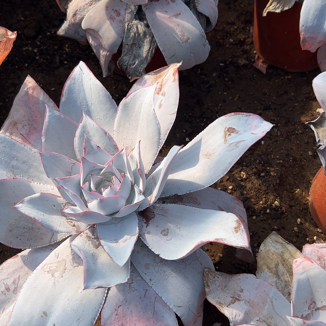 多肉植物大颗广寒宫