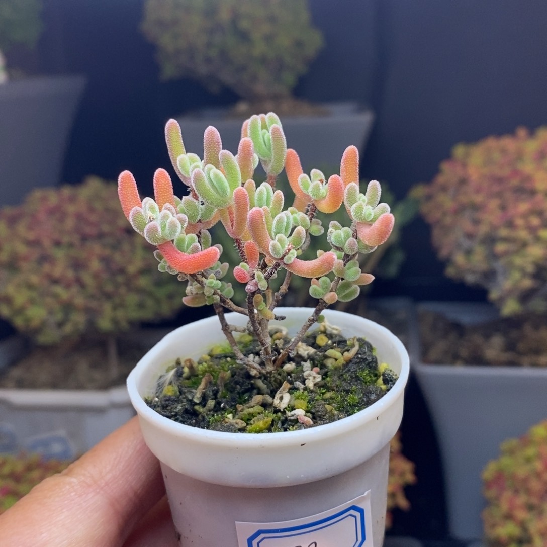 无花朵32号实生橙叶