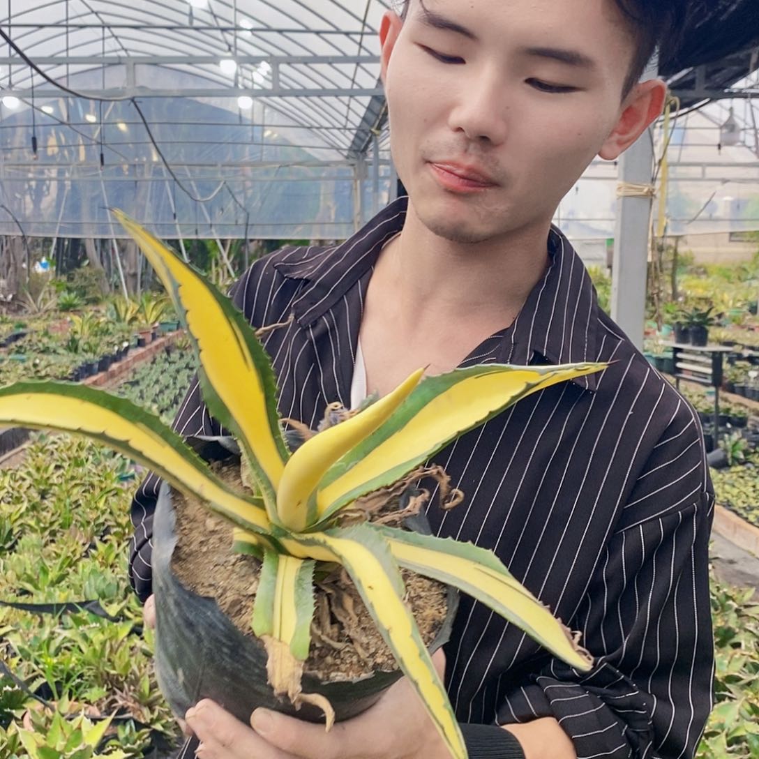 冠幅30公分左右。   