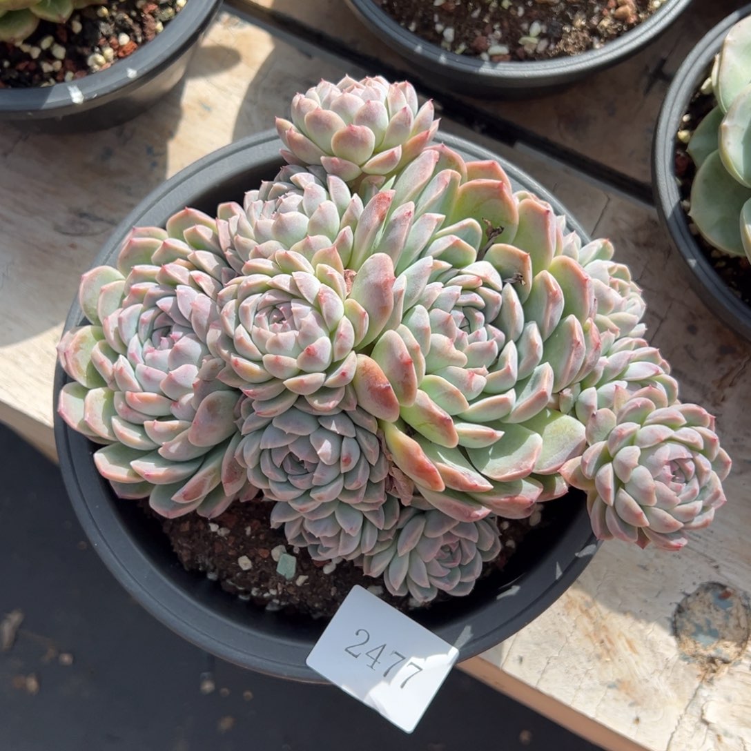 梅**^2477肉肉肉肉肉肉肉