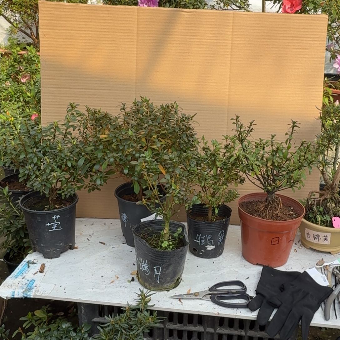 尼***龙完全开放满月莹唐狮子鹤丸子