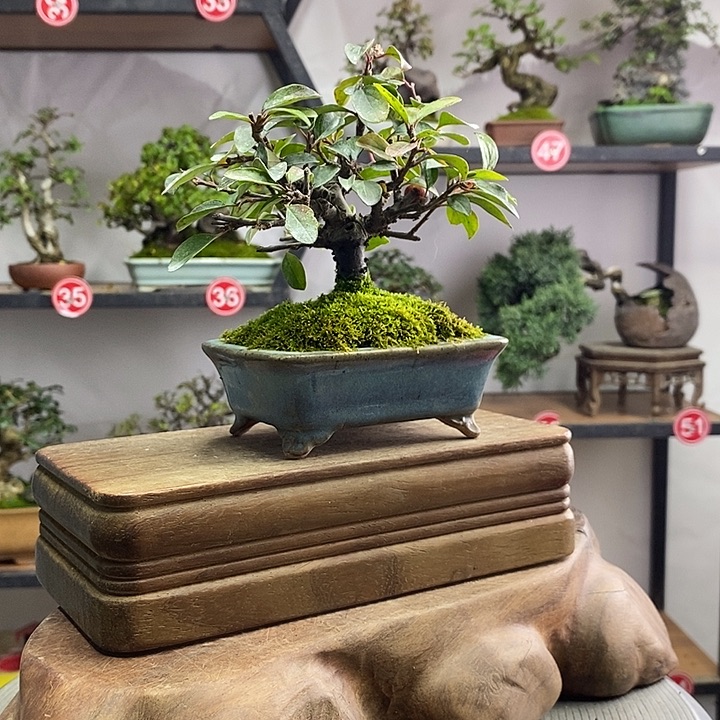 潞***无花朵31222222223333