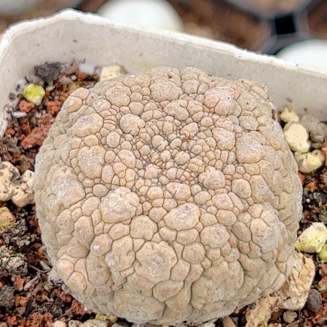 实生 凝蹄玉仙人球