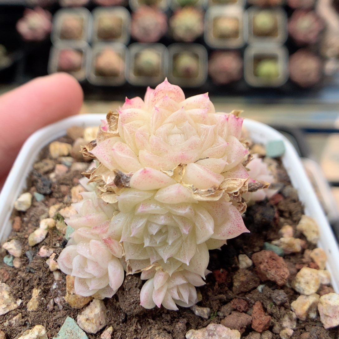 G124圆脸珠光冰透珍妮小脸朵朵群