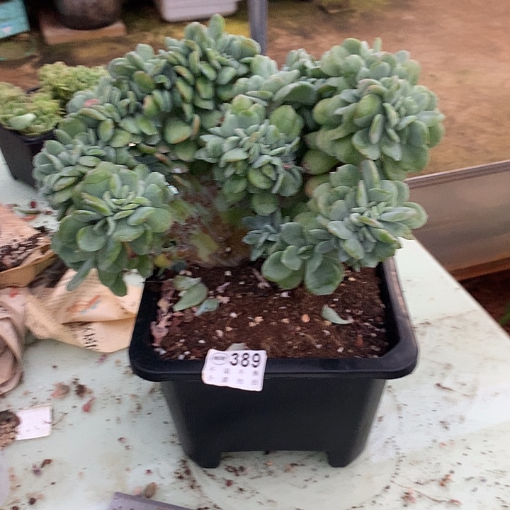 小***竞天鹅绒缀化 微瑕 9.25号左右发货了