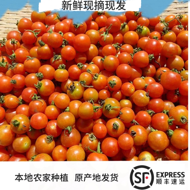 顺丰包邮湘西山区种植现摘新鲜酸甜小西红柿小番茄小酱果酸口味