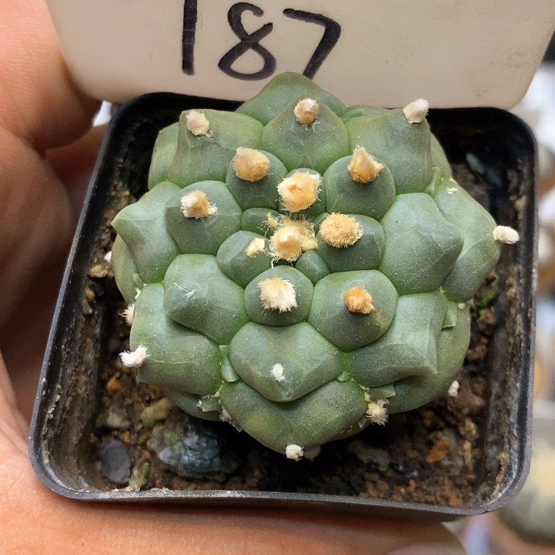 187龟甲漏特价咯啦喽了
