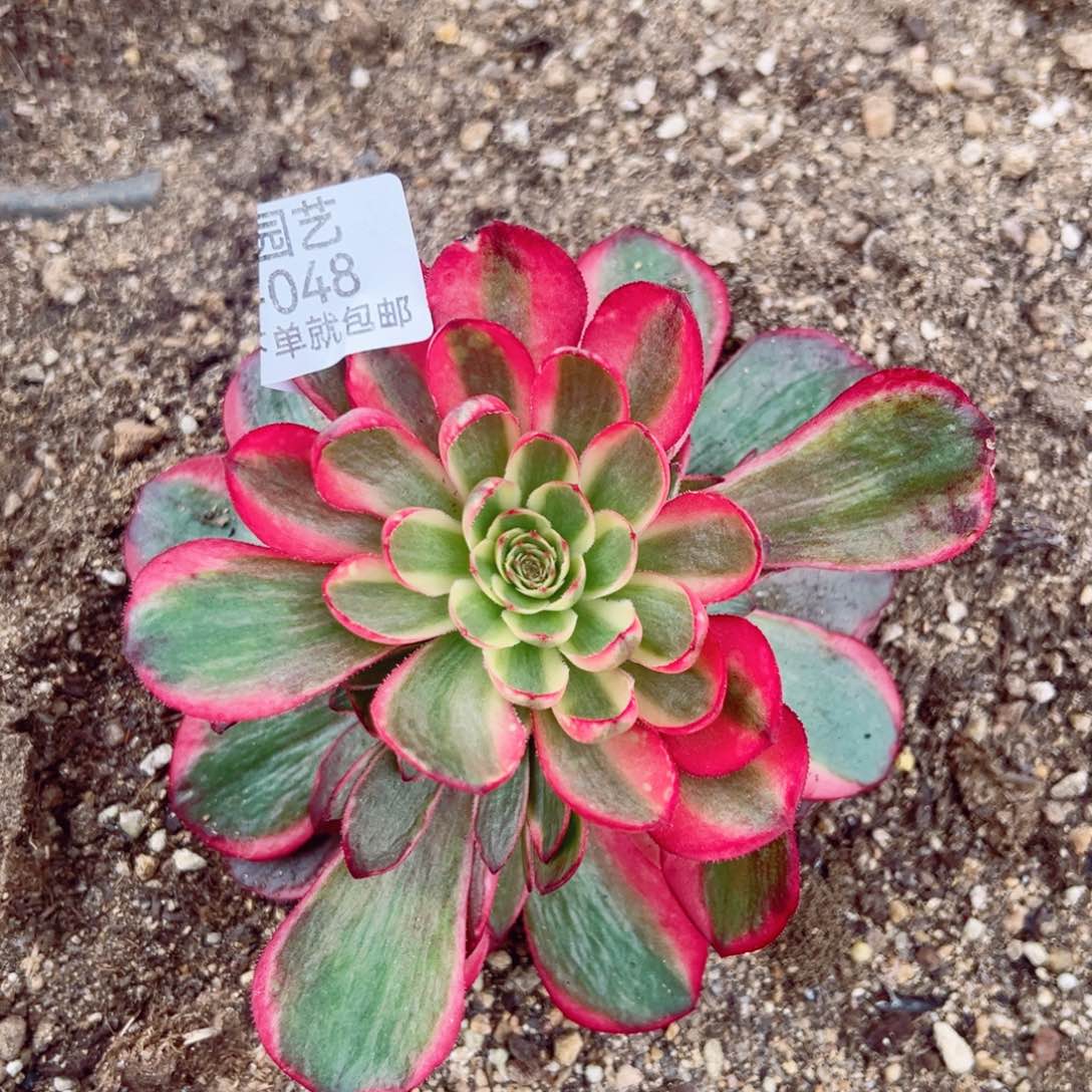 粉花妖高锦多肉植物048