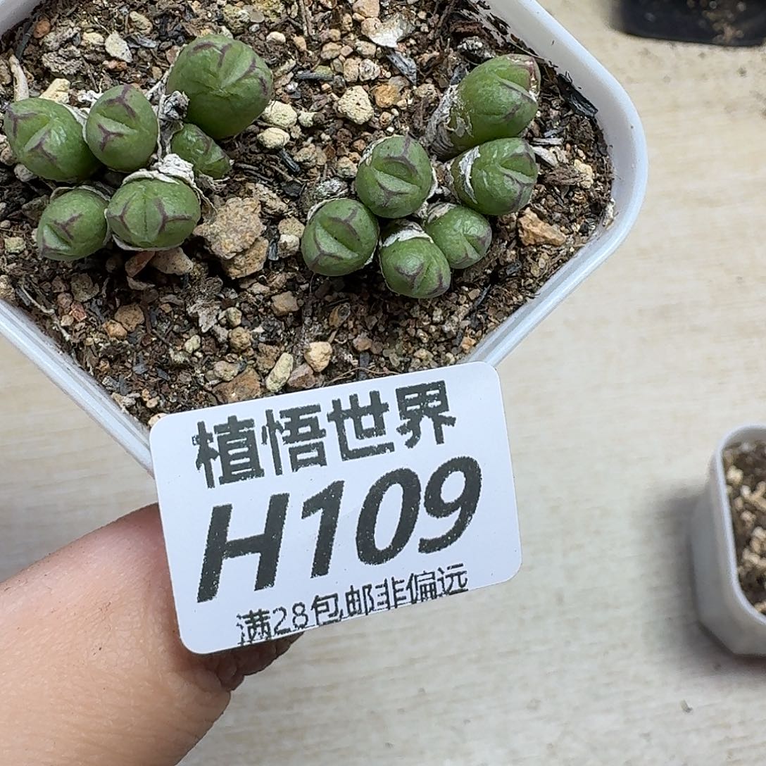 的植物的人生fhhb