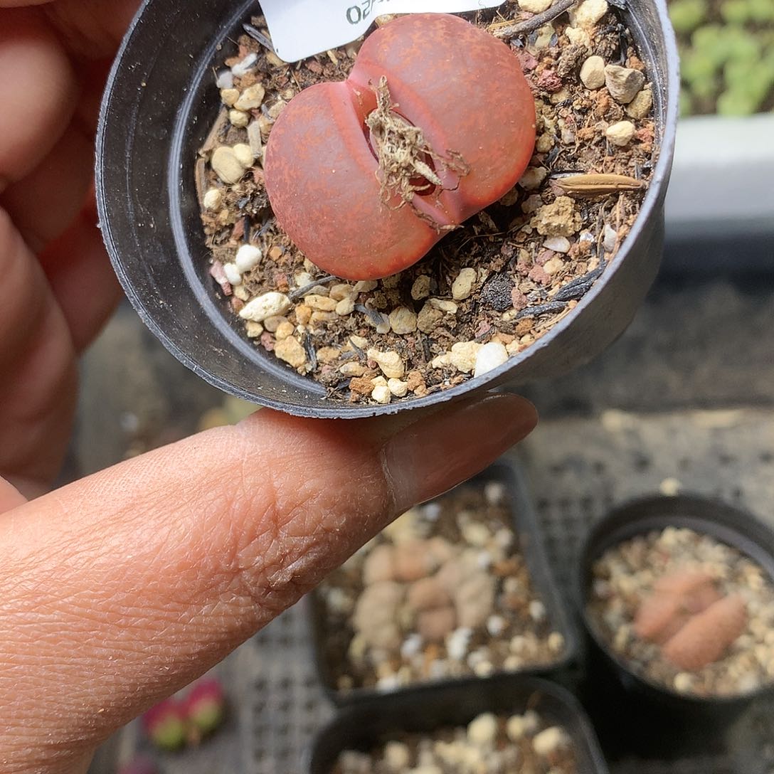 K380多肉植物保护