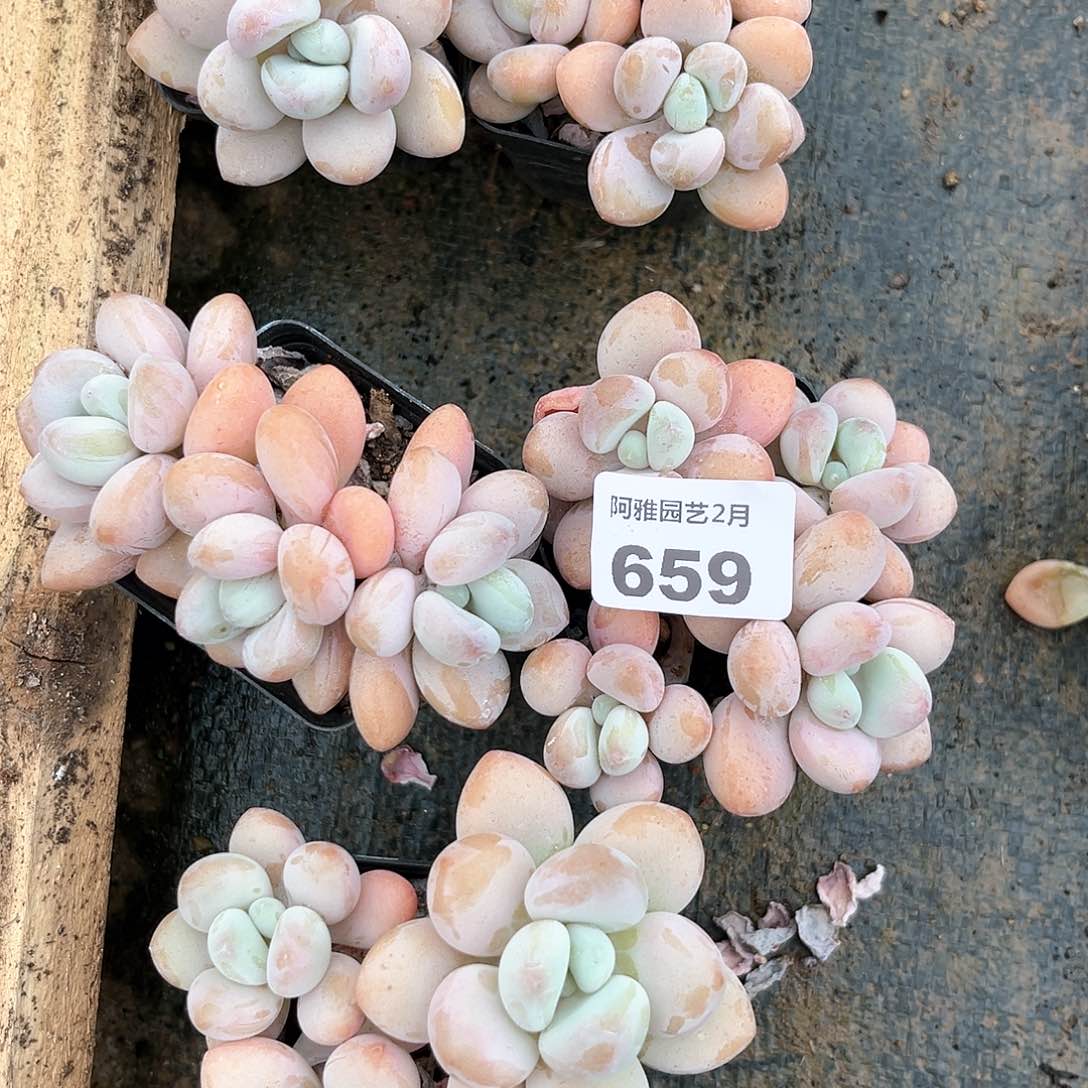 阿雅园艺。      659