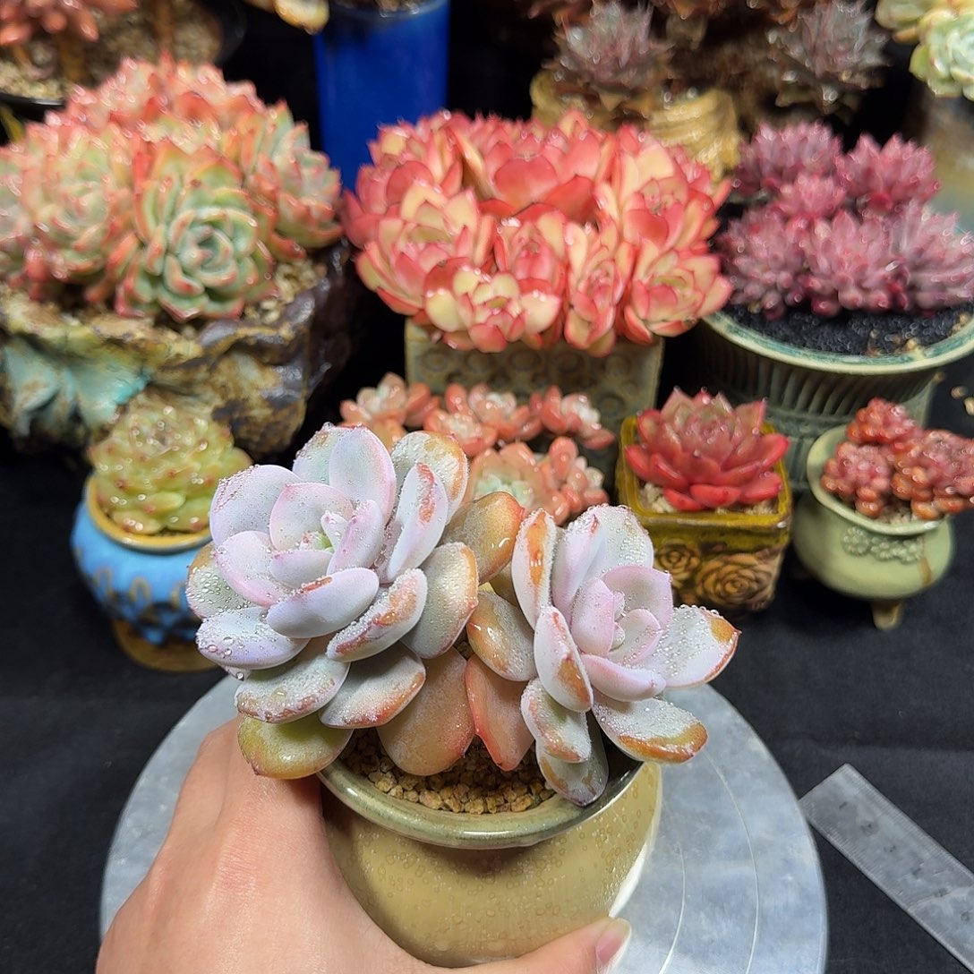 奶茶13cm带盆土发货