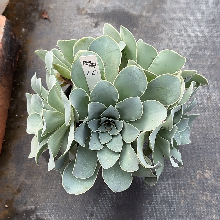 山地玫瑰一物一拍脱土发，161号，不包断侧芽