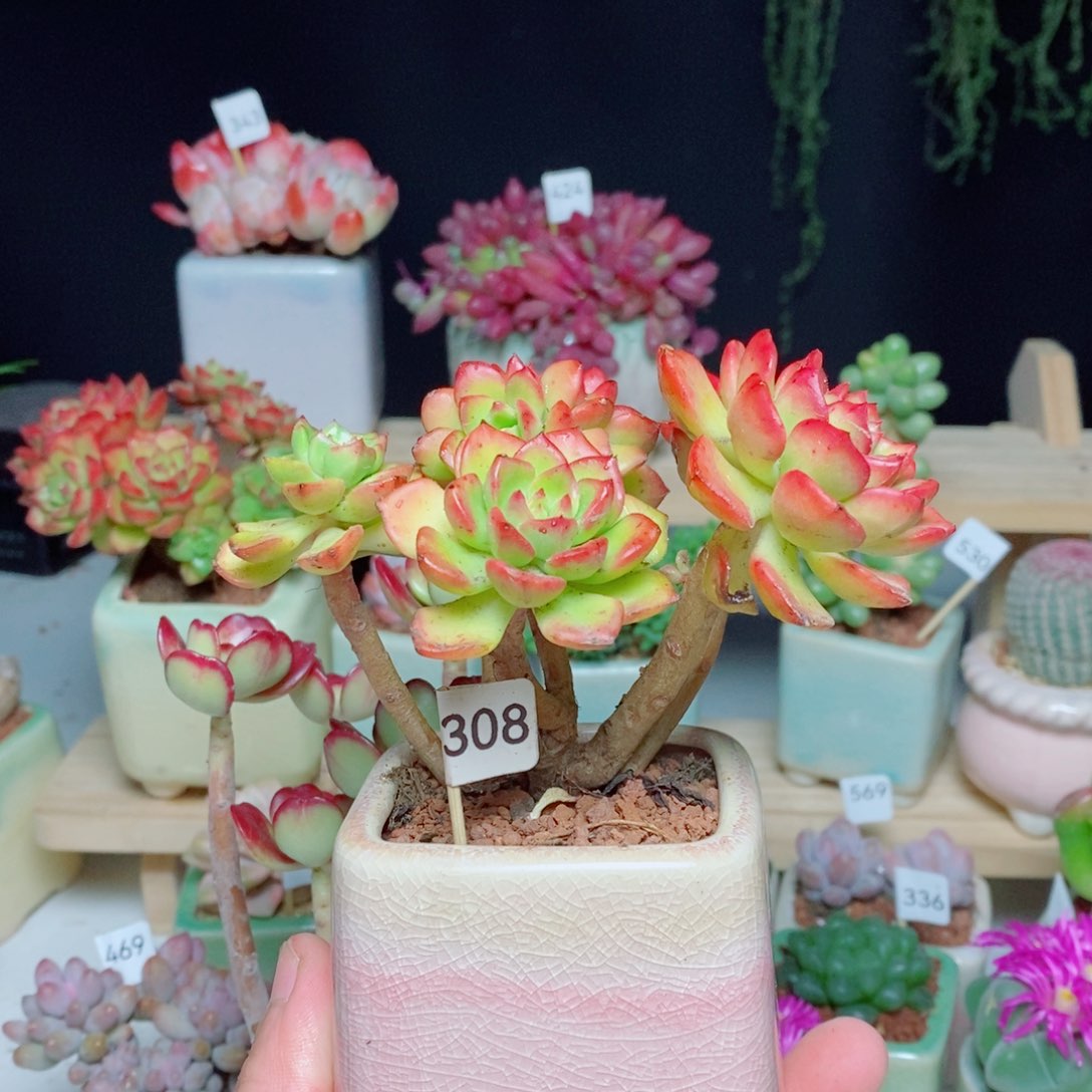 帝亚308肉肉肉肉号肉肉肉