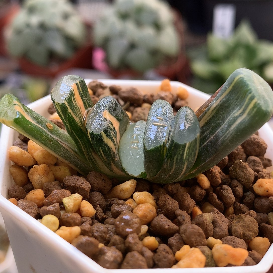 玉扇锦带盆土发货looo