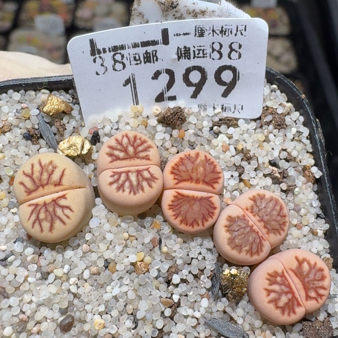 zzz精品也福利1299