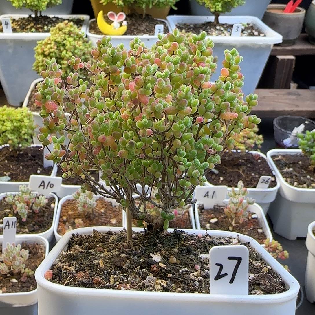 蜜橘糖球枝干番杏