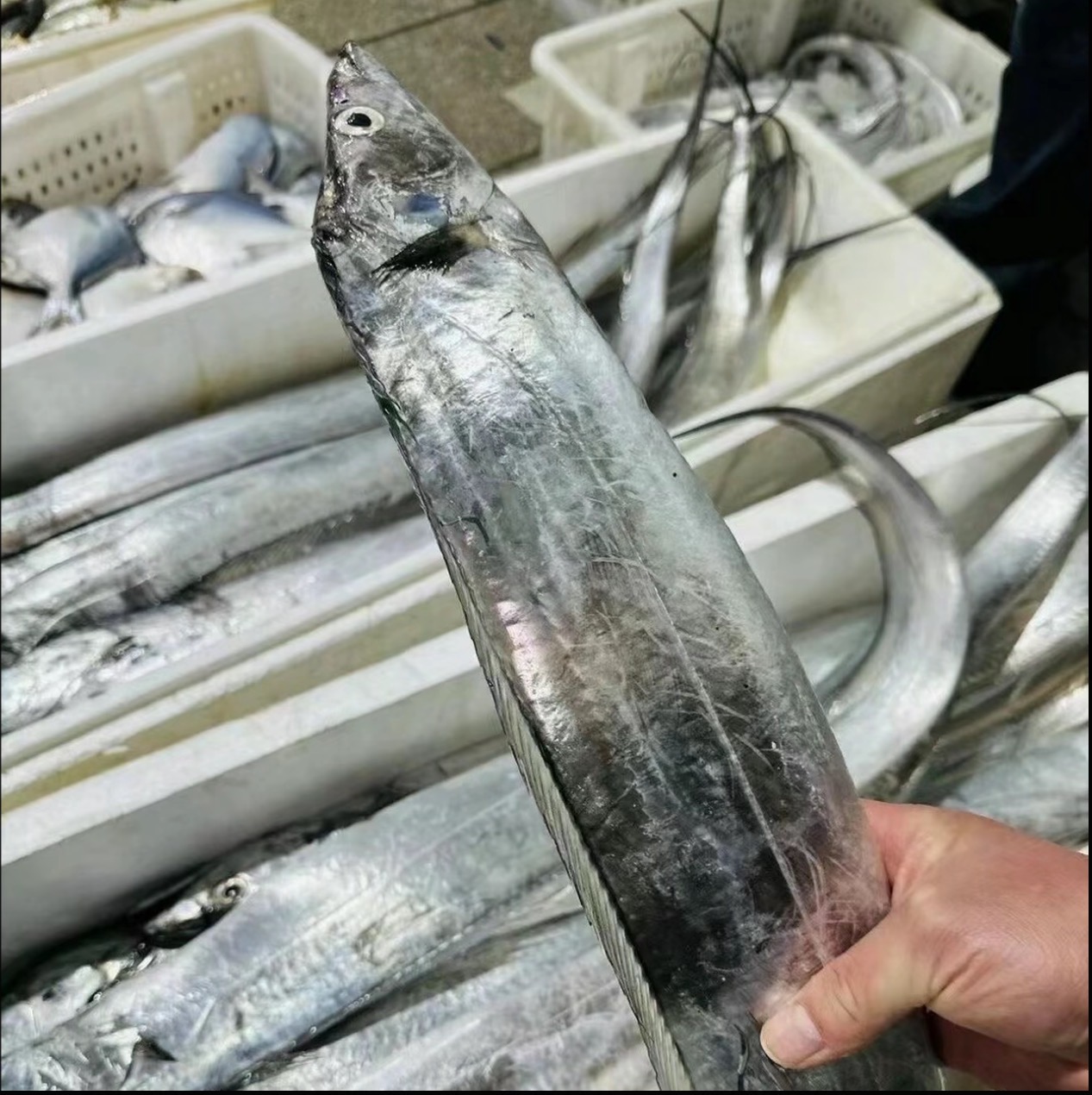 渤海湾野生大带鱼（单条一斤以上）