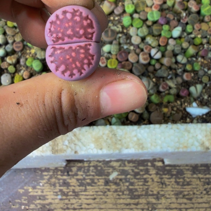 青*多肉植物的生长发育和99