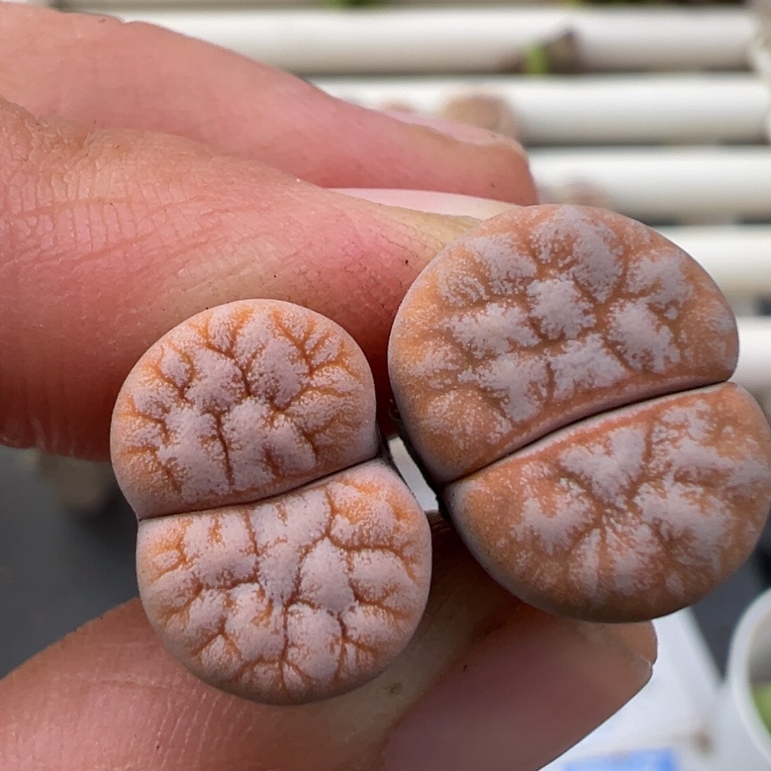 12.22好看的多肉脱土发货508