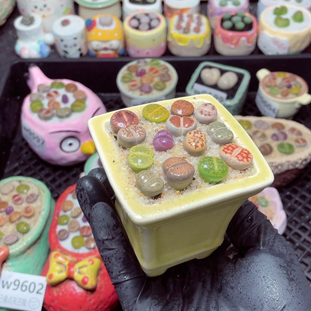 w9607--零下地区拍保温箱，-15度支持寄养