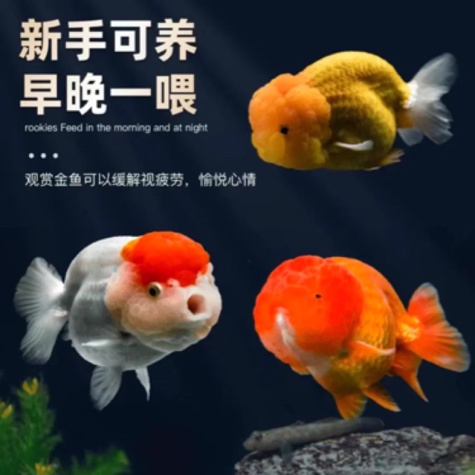 精品大金鱼8-10公分7尾全国包邮颜色随机混搭观赏鱼发货，不指定