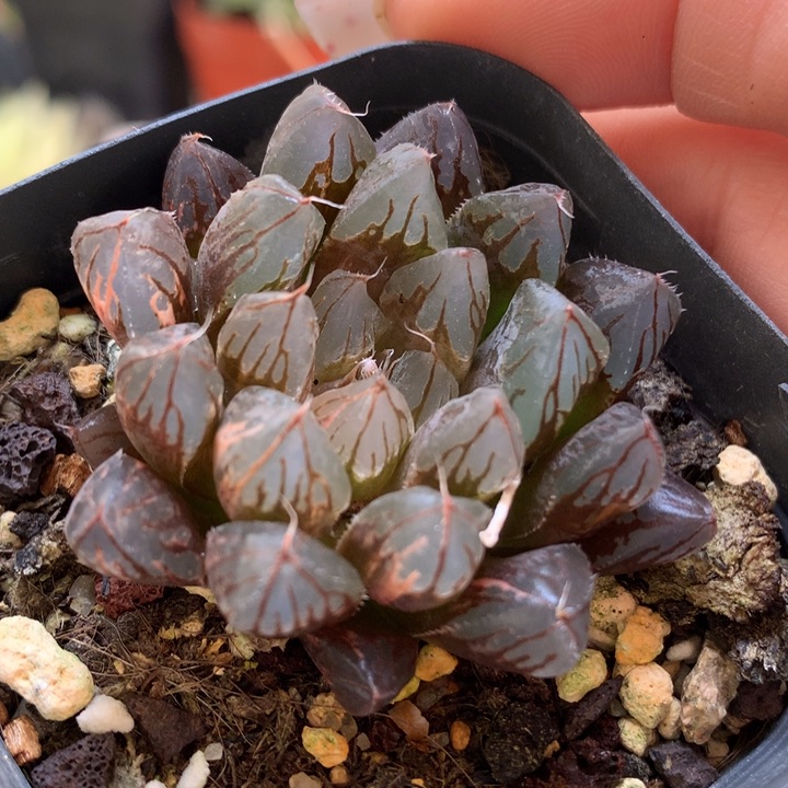 胭脂玉露锦带盆土发货