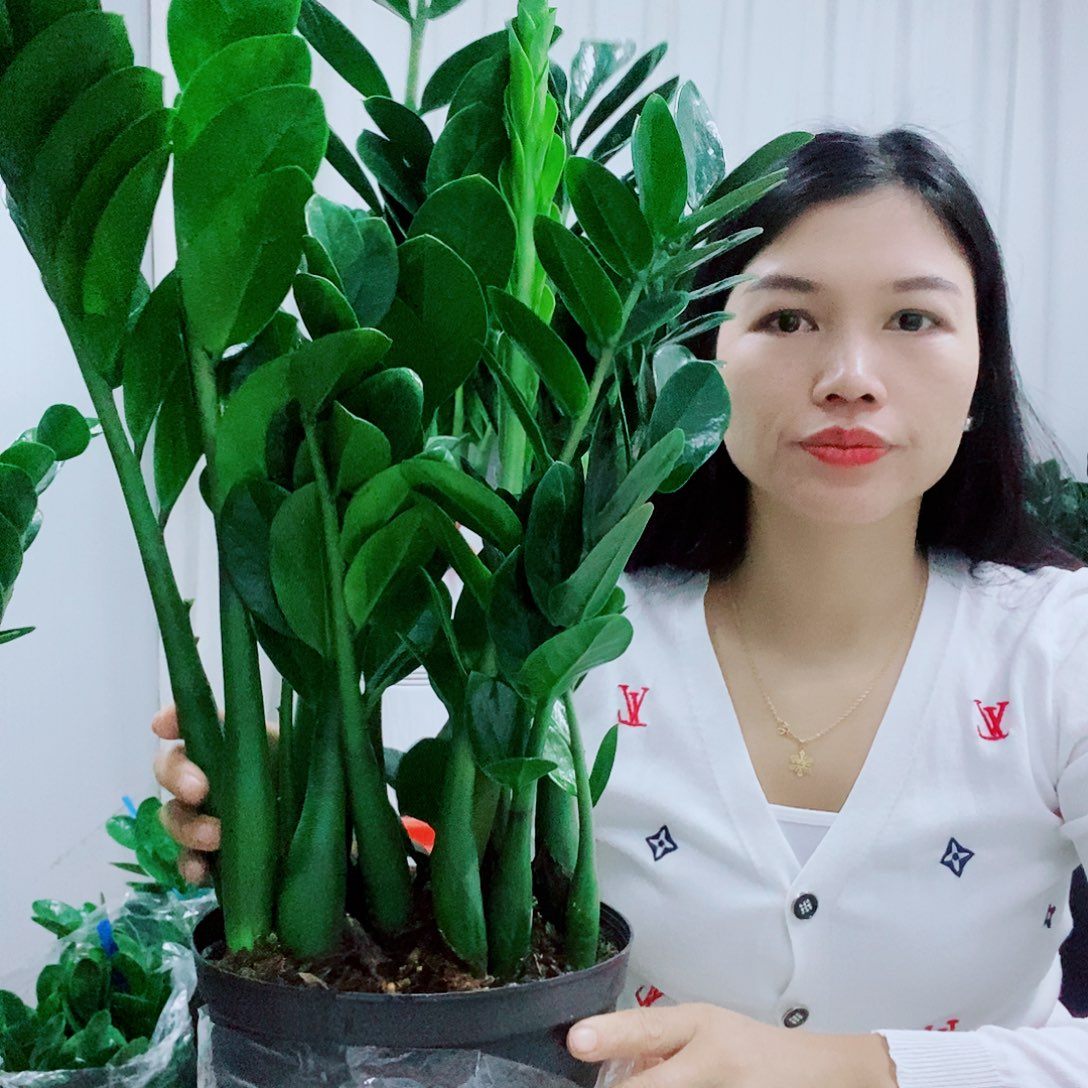不开花植物一物1拍21规格圆叶