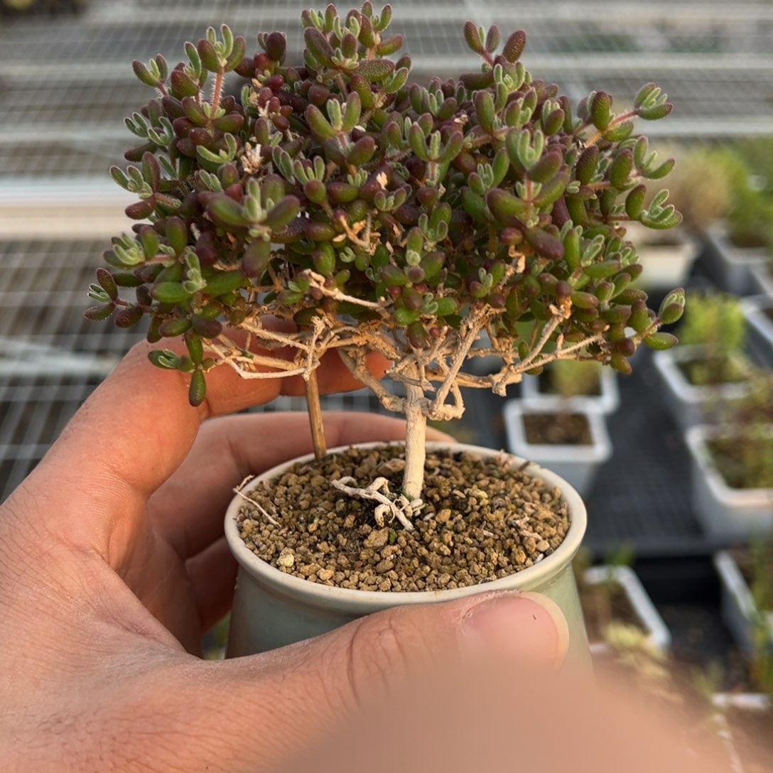 175号老桩红宝石枝干