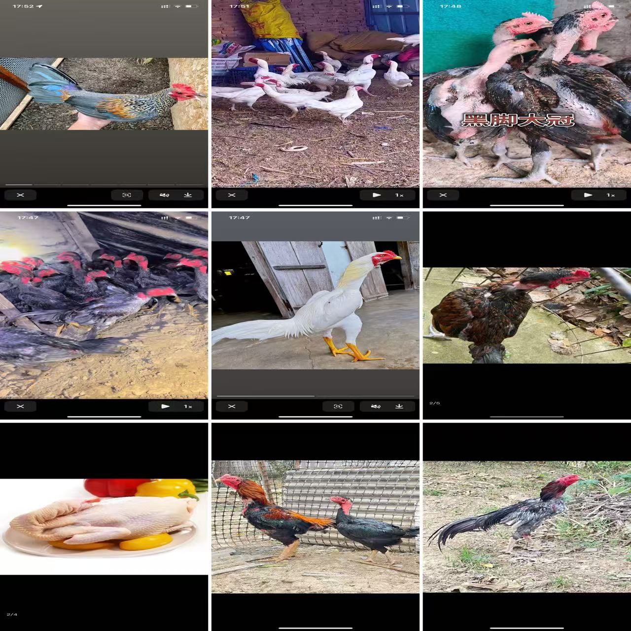 宠物鸡一鸡一拍随机上小黄车颜色体重以直播间展示为准