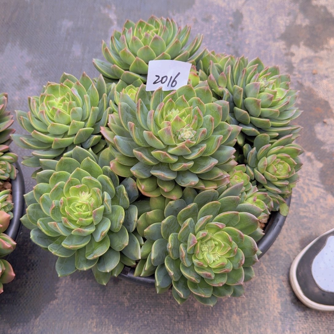 2016翠鸟多肉植物有很多种类