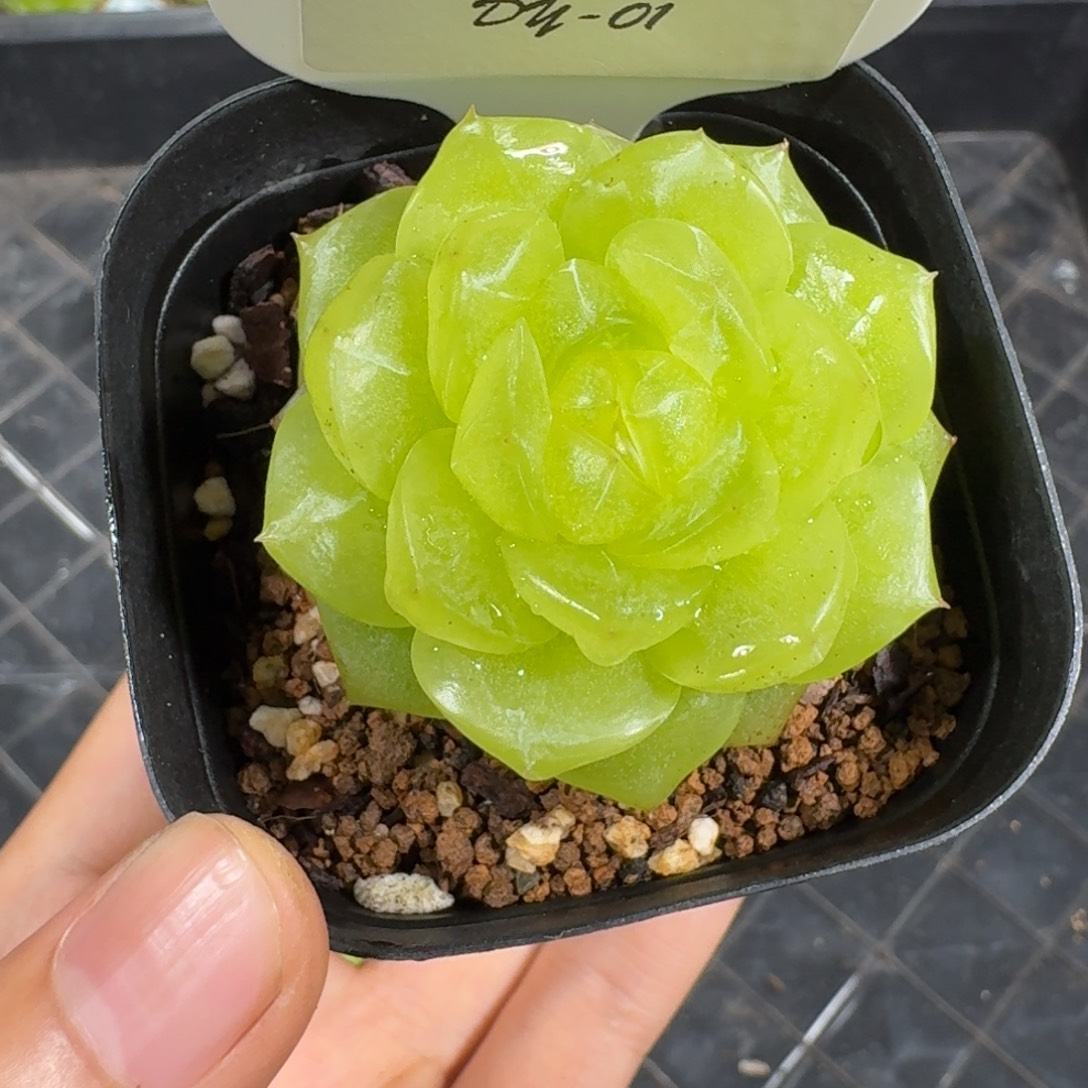****啊0909-1-3013单头一颗