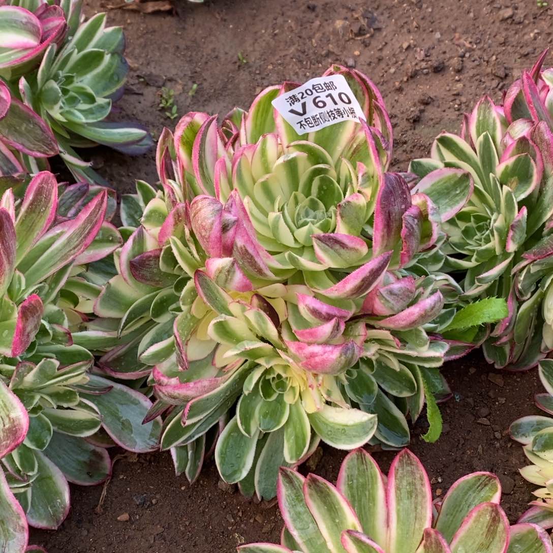 610海王多肉法师锦