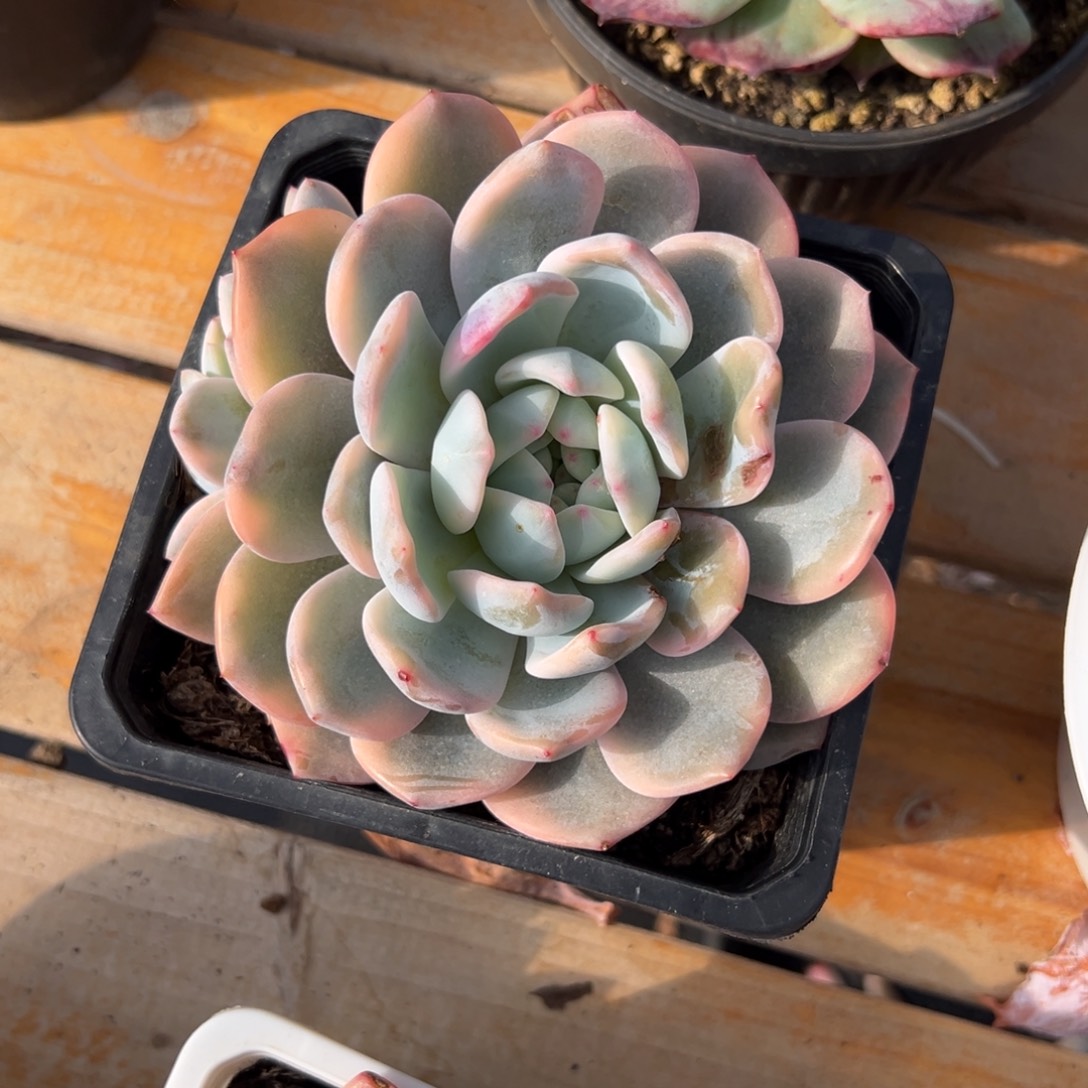 多肉单头橙子锦【非偏远满18包邮】