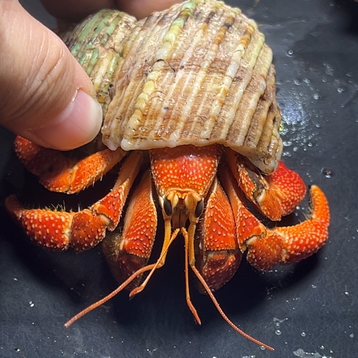 闪12号毛球3.0腿有伤特价