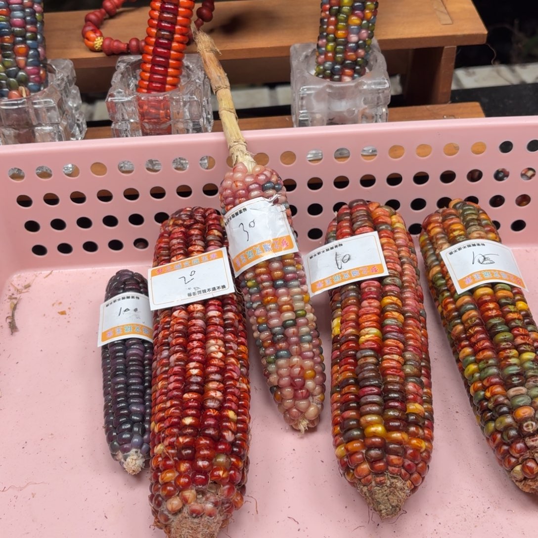 时***对七彩宝石文玩玉米