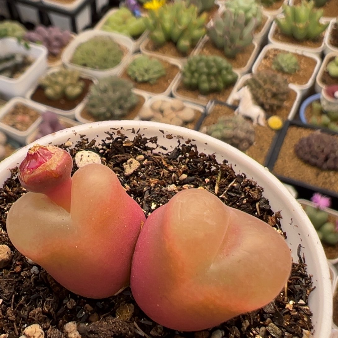 212多肉植物百科植物