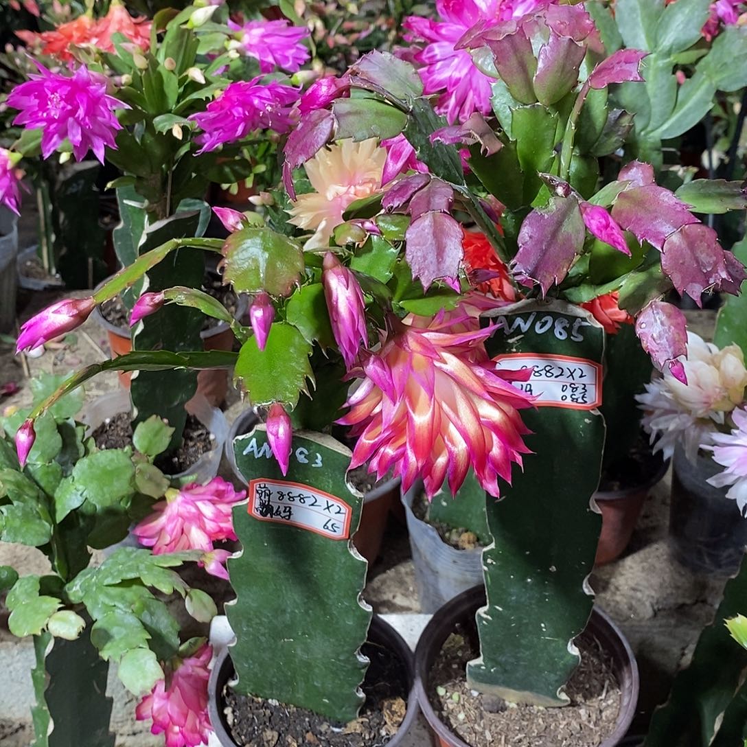 萌***妈完全开放（8882*2）083 085