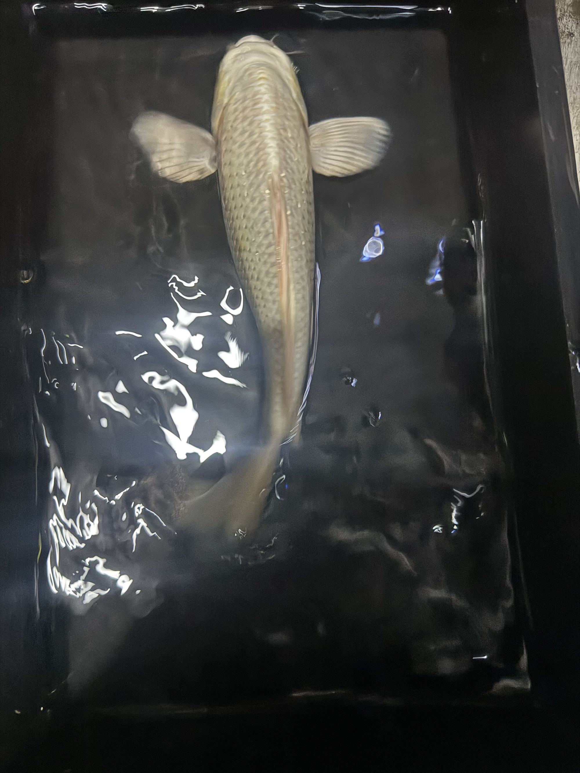 白色普身，普短蝴蝶里，好养耐活