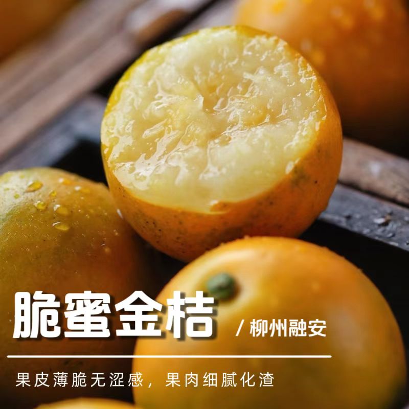 【顺丰包邮】广西脆蜜金柑脆甜多汁皮薄无籽小金桔新鲜采摘