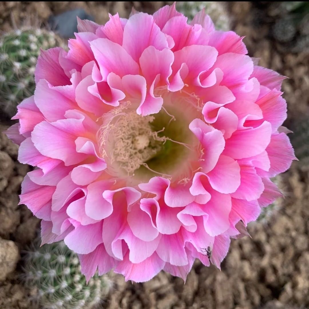 彩云羽侧芽，环境不同花色花型颜色深浅不同属于正常介意勿拍